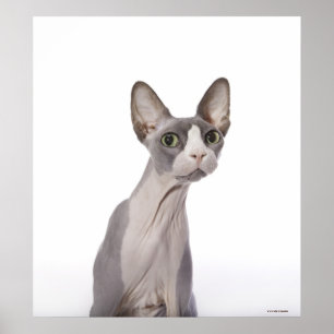 Poster Gato de Sphynx com expressão surpreendida