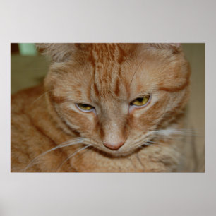 Poster Gato de Tabby Laranja