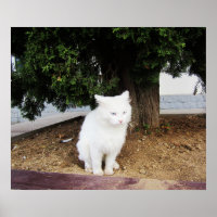 Gato defecando