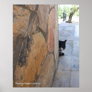 Poster GATO DETETIVE ATRÁS DA PAREDE DE PEDRA / Dia dos P