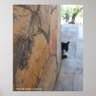 Poster GATO DETETIVE ATRÁS DA PAREDE DE PEDRA / Dia dos P