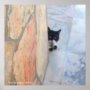 Poster GATO DETETIVE ATRÁS DO MURO DE PEDRA / Dia dos Pai