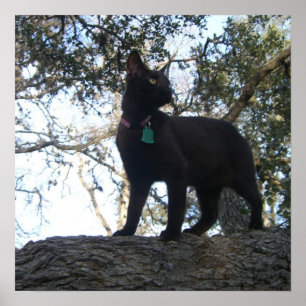 Pôster Gato do guerreiro