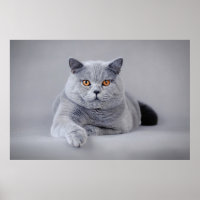 gato-do-mato-pequeno