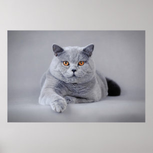 Poster gato-do-mato-pequeno