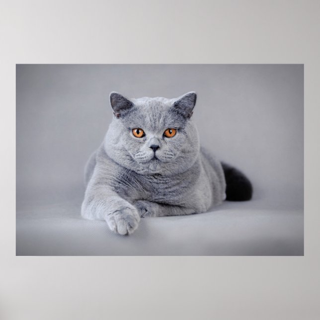 Poster gato-do-mato-pequeno (Frente)