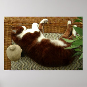 Pôster Gato do zen