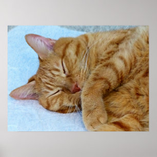 Poster Gato Dormindo