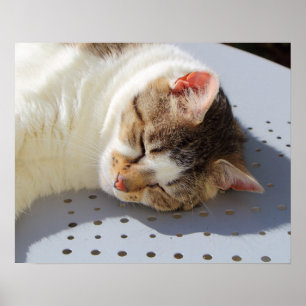 Poster Gato dormindo em um jardim