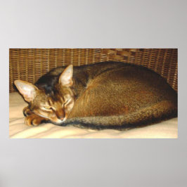 Poster Gato Dormindo na Cadeira de Vime