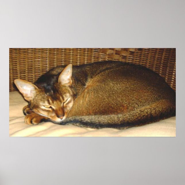 Poster Gato Dormindo na Cadeira de Vime (Frente)