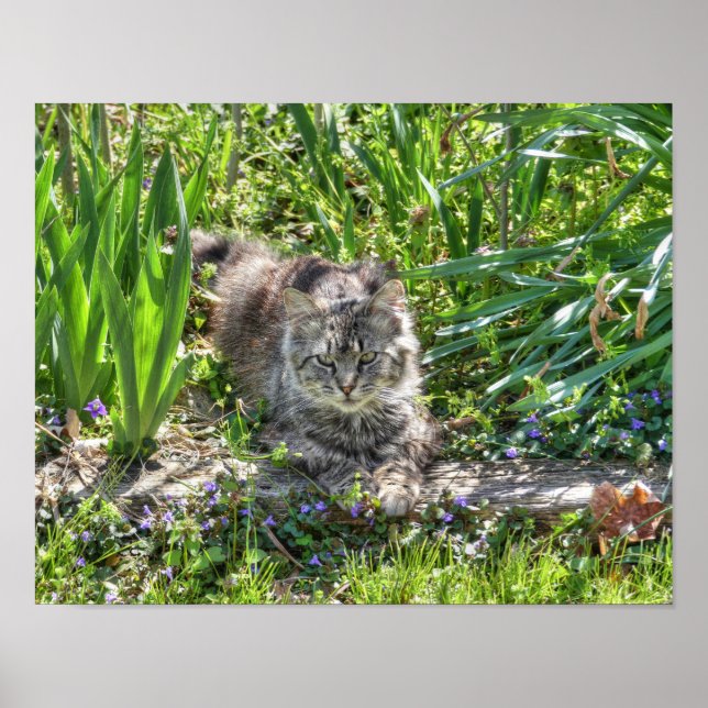 Poster Gato Durante Eclipse (Frente)