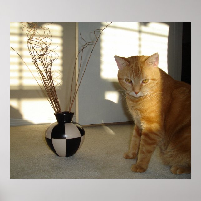 Pôster gato e vaso de verificação (Frente)