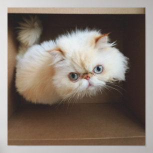 Pôster Gato Em Uma Caixa