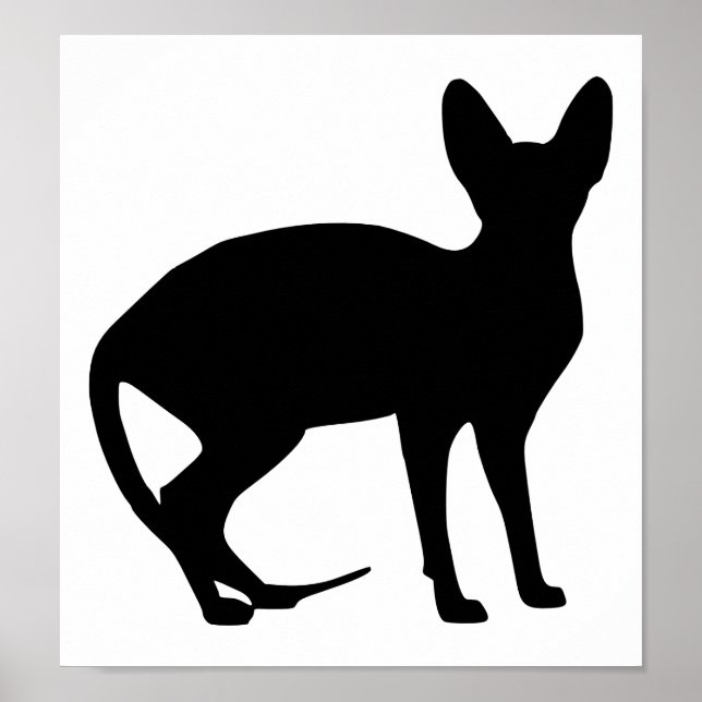 Pôster Gato esfinge (Frente)