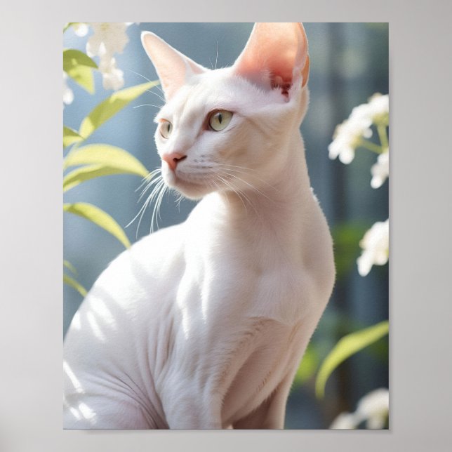 Poster Gato Esfinge Branco e Flores (Frente)
