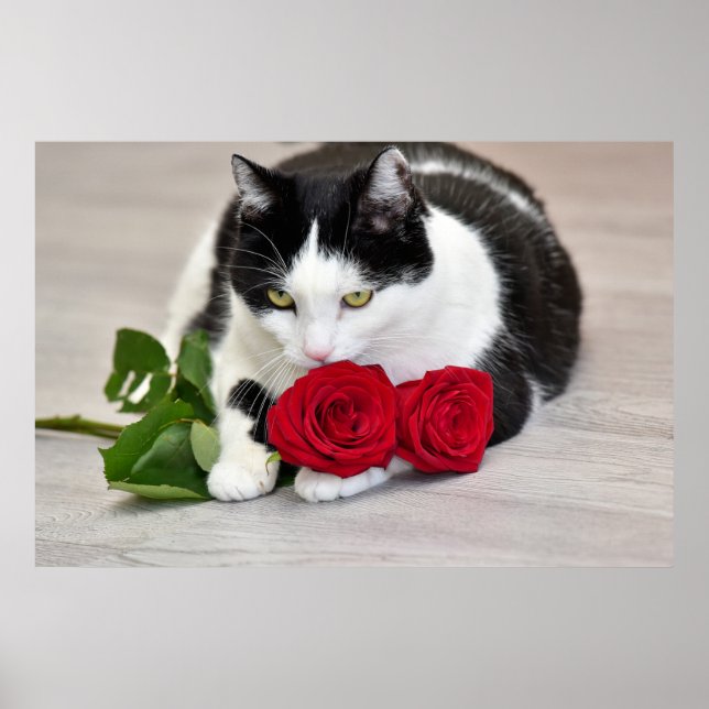 Poster Gato fofo com a rosa vermelha (Frente)