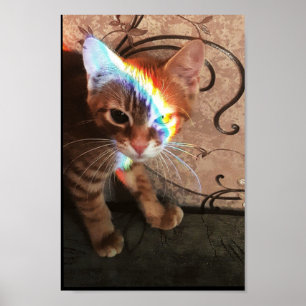 Poster gato, gatos, engraçado, fofo, gatinho, gatinho, ga
