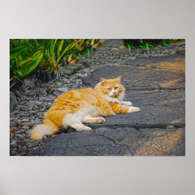 Poster Gato Grande de Laranja e Branco (Frente)