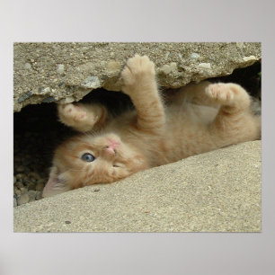 Poster Gato Kitty Humor Super Herói