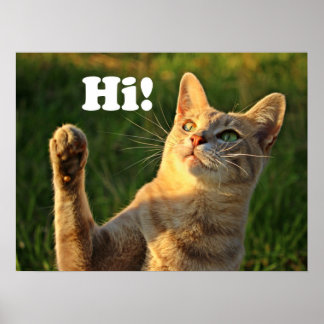 Poster Gato Laranja Dizendo Olá!