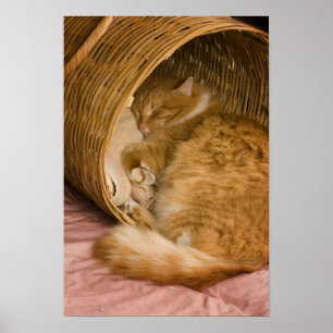 Poster Gato laranja dormindo na cesta