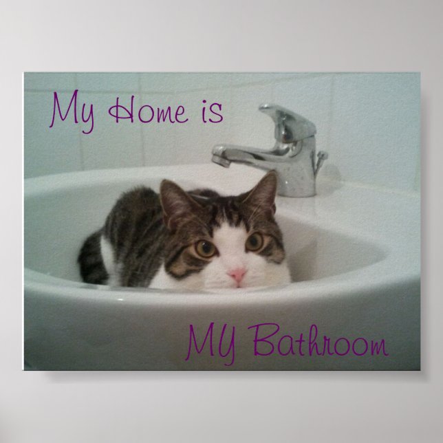 Poster Gato Limpo (Frente)