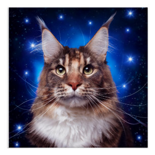 Pôster Gato Main Coon Fundo Azul Estrelas