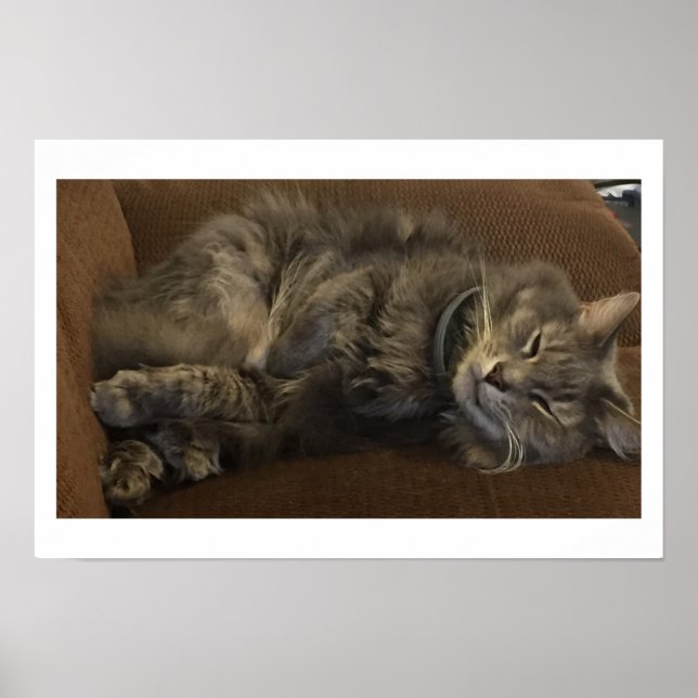 Poster Gato Maine Coon (Frente)