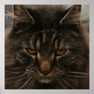 Poster Gato mal-humorado
