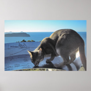 Pôster Gato marca o local: Topo do Mt. Paku Nova Zelândia