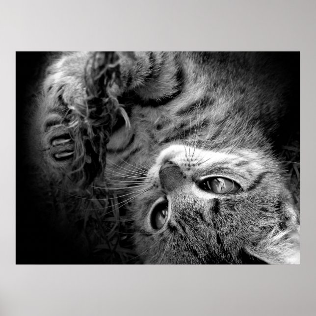 Poster Gato na escuridão (Frente)