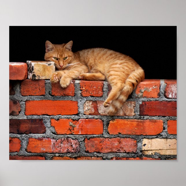 Pôster Gato na Parede Brick (Frente)
