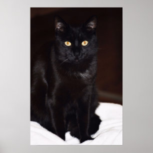 Poster Gato Negro