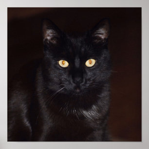Poster Gato Negro