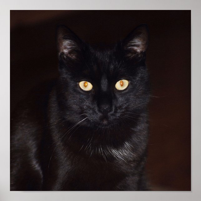 Poster Gato Negro (Frente)