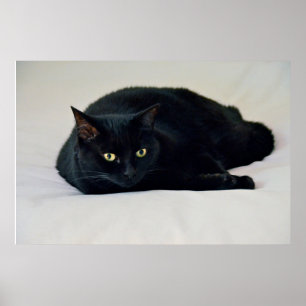Poster Gato Negro