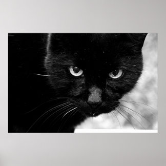 Poster Gato Negro