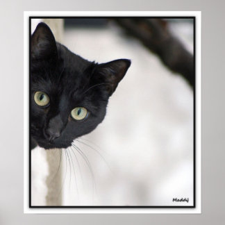 Poster Gato Negro - com borda