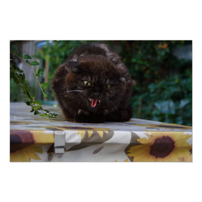 Pôster Gato Negro Irritado (Frente)