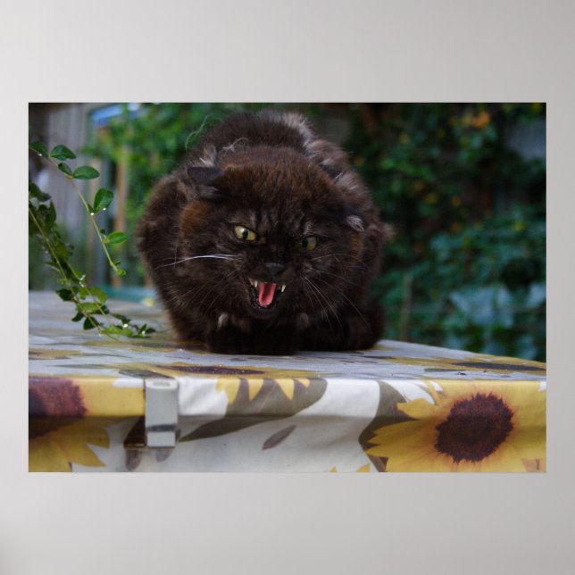 Poster Gato Negro Irritado (Frente)