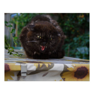 Pôster Gato Negro Irritado