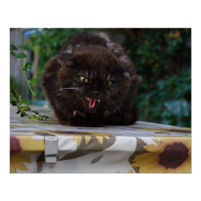 Pôster Gato Negro Irritado (Frente)