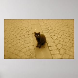 Pôster Gato Negro Na Sepia