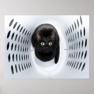 Poster Gato negro olhando para cima de um martelo branco