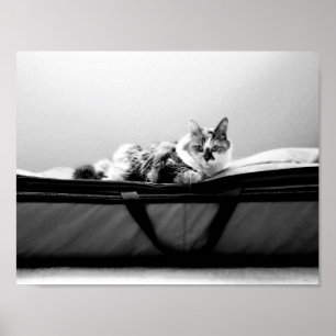 Poster Gato no Saco