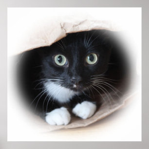 Poster Gato numa bolsa