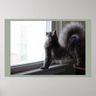 Poster Gato Olhando A Janela