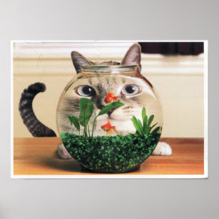 Poster Gato Olhando Através De Uma Bolinha De Peixe