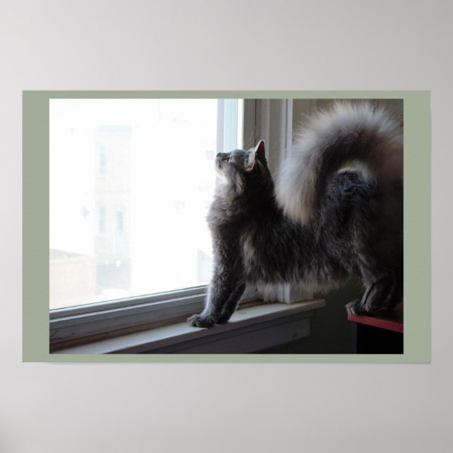 Poster Gato Olhando pela Janela (Frente)